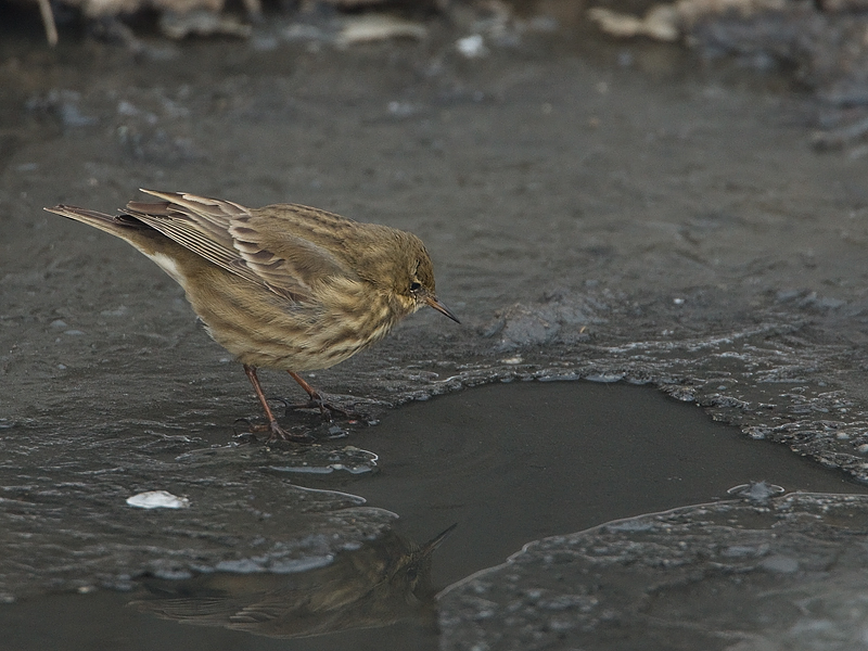 Anthus petrosus Rock Pipit Oeverpieper